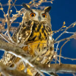 Flaco Is Free, but the State of the City for Birds Is Mixed