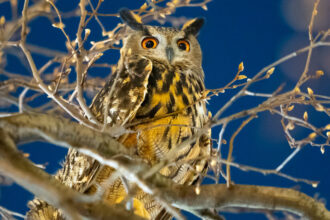 Flaco Is Free, but the State of the City for Birds Is Mixed