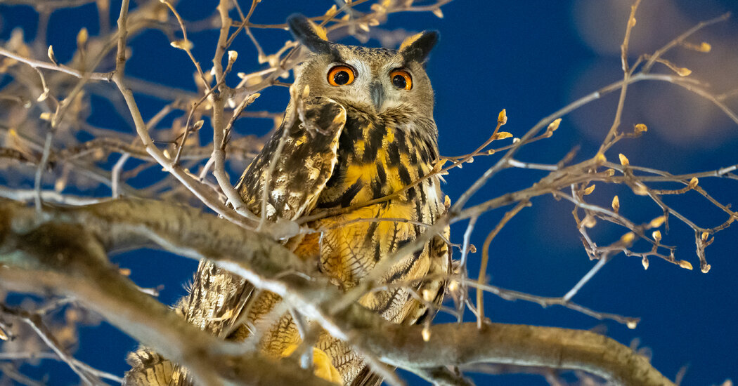 Flaco Is Free, but the State of the City for Birds Is Mixed