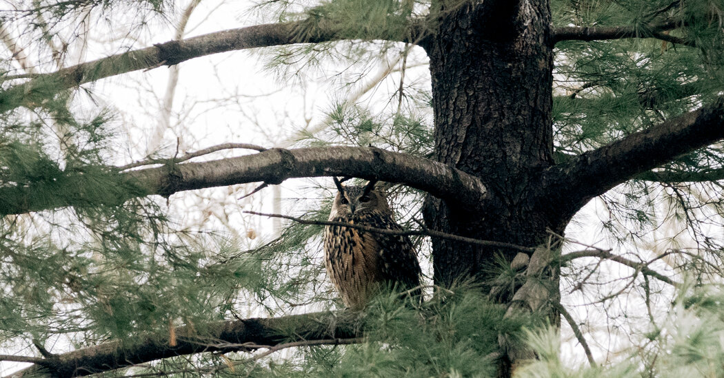 Near Flaco’s Hunting Grounds, a Regreening of Central Park