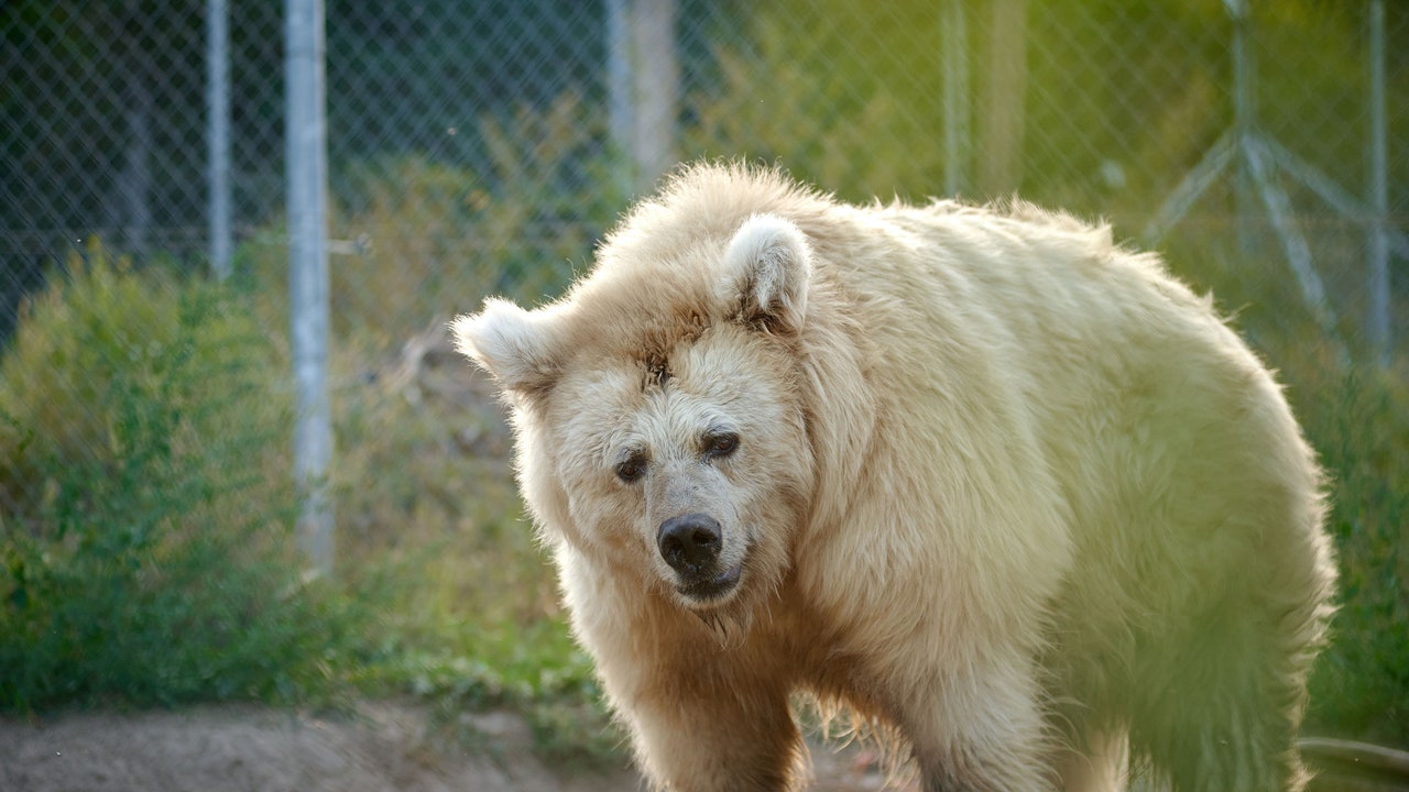 A Bear’s-Eye View of Mike Johnson’s Ukraine-Aid Stall Tactics