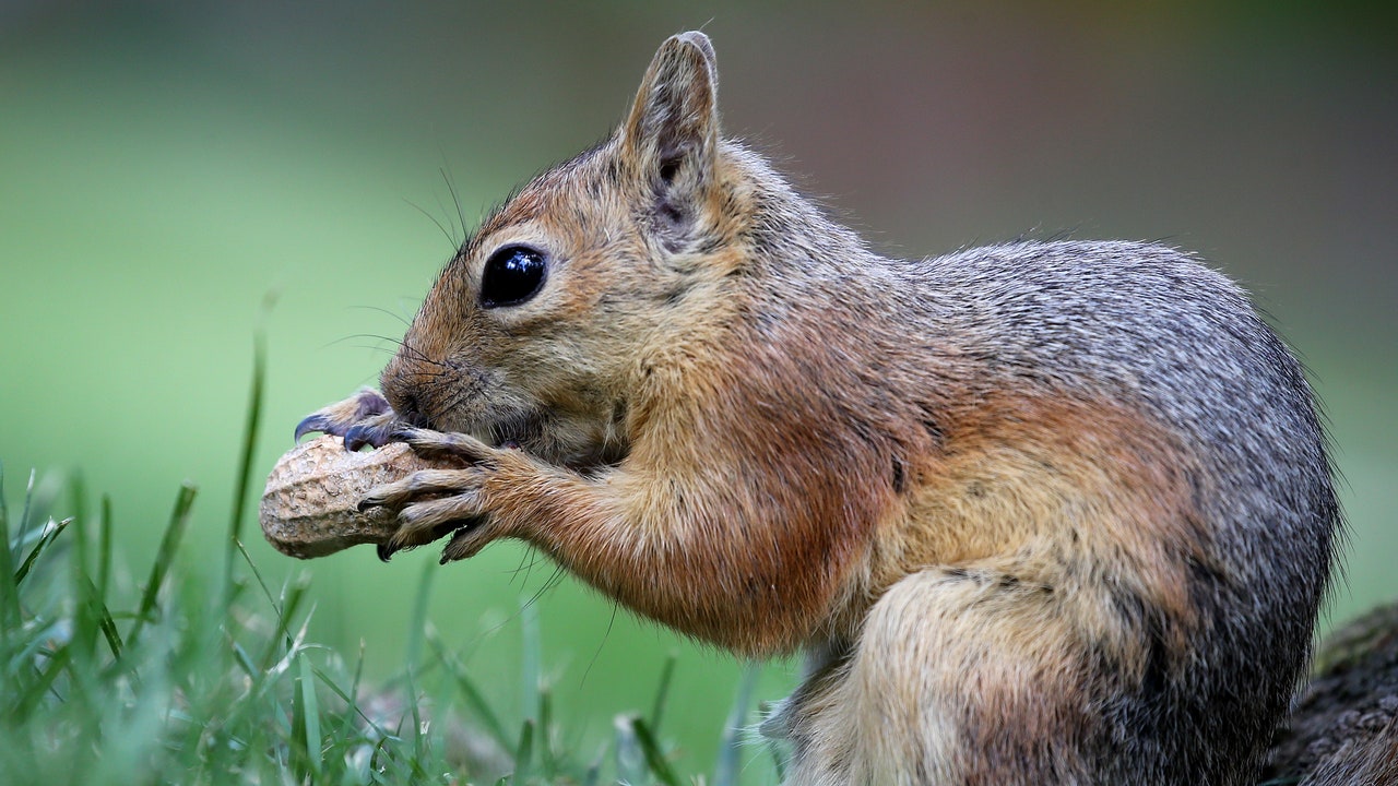 Why the Death of P’Nut the Squirrel Has Become a National Political Event