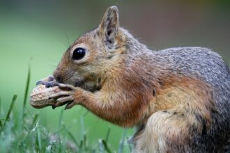 Why the Death of P’Nut the Squirrel Has Become a National Political Event