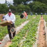 How mass deportation will disrupt America’s food supply chain