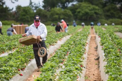 How mass deportation will disrupt America’s food supply chain