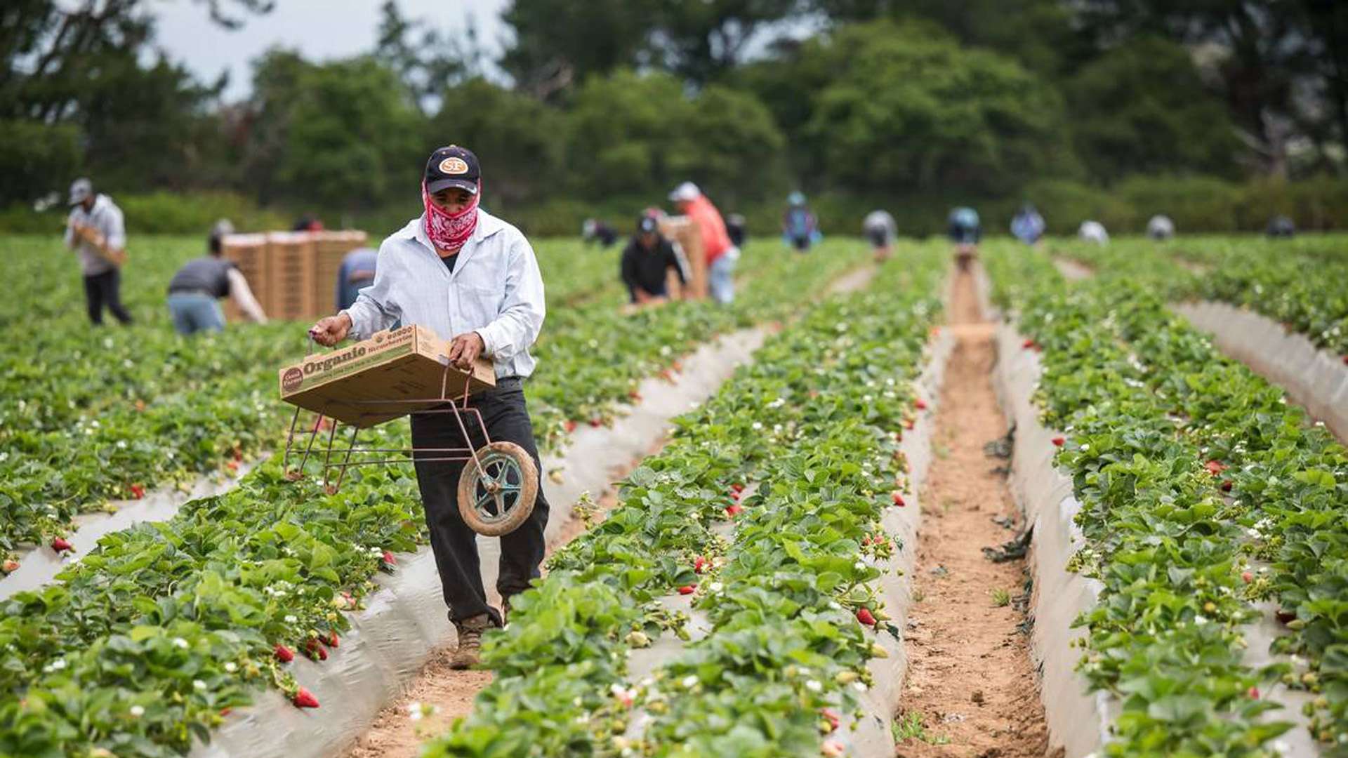 How mass deportation will disrupt America’s food supply chain