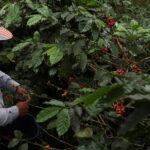 Trump’s Threatened Tariffs on Colombia Put Trade in Oil, Coffee and Flowers at Risk